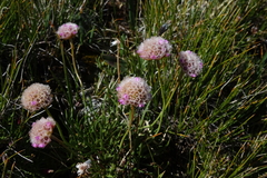 Armeria maritima sibirica