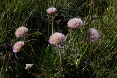 Armeria maritima sibirica
