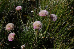 Armeria maritima sibirica