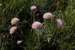 Armeria maritima sibirica