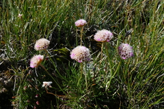 Armeria maritima sibirica