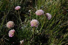 Armeria maritima sibirica