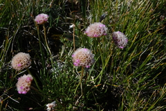Armeria maritima sibirica
