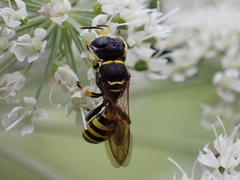 Ectemnius cephalotes