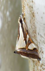 Agrioglypta deliciosa