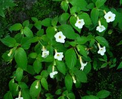 Achimenes occidentalis