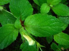 Achimenes occidentalis