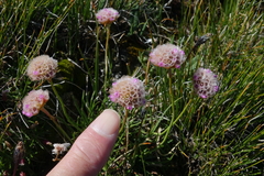 Armeria maritima sibirica