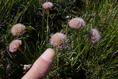 Armeria maritima sibirica