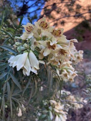 Pandorea doratoxylon