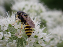 Ectemnius cephalotes