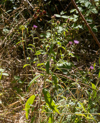 Centaurea nemoralis