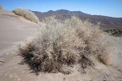 Tetradymia tetrameres