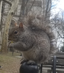 Sciurus carolinensis