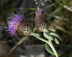 Centaurea nemoralis