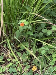 Lantana camara