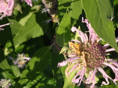 Pyrausta orphisalis