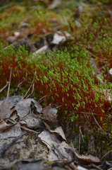 Pohlia nutans nutans