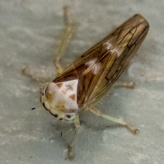 Populicerus formosus