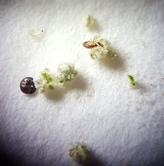 Chenopodium desiccatum