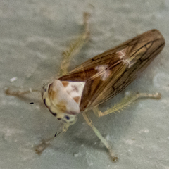 Populicerus formosus