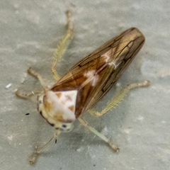 Populicerus formosus