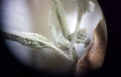 Chenopodium desiccatum