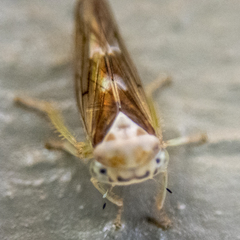 Populicerus formosus