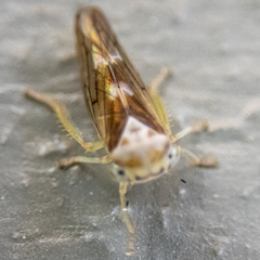 Populicerus formosus