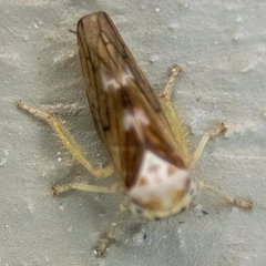 Populicerus formosus