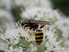 Ectemnius cephalotes