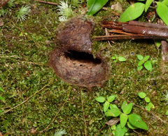 Liphistius malayanus