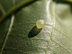 Caryomyia leviglobus