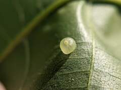 Caryomyia leviglobus