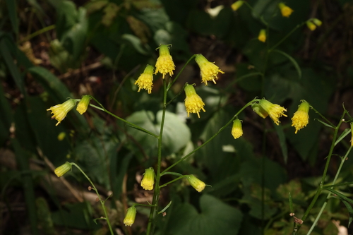 bashful ragwort (Senecio pudicus)