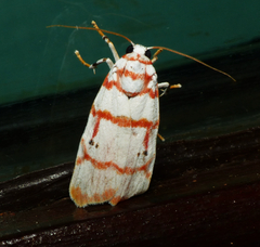 Cyana pseudojavanica