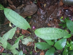 Palicourea apoda