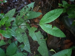 Palicourea apoda