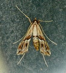 Lineodes fontella
