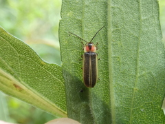 Photinus scintillans