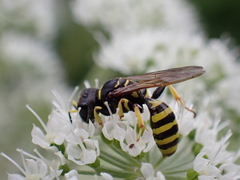 Ectemnius cephalotes