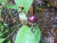 Palicourea apoda