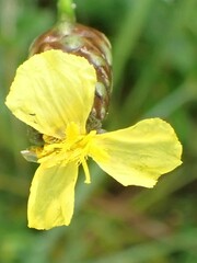 Xyris ambigua