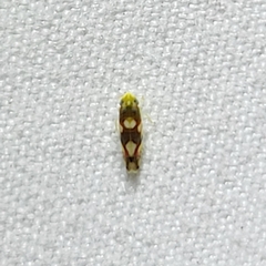 Erythroneura elegans