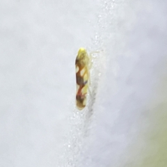 Erythroneura elegans