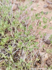 Acleisanthes longiflora