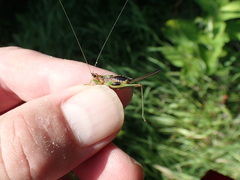 Conocephalus nigropleurum