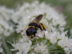 Ectemnius cephalotes