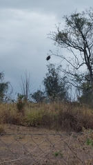 Phacellodomus rufifrons