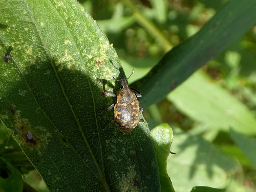 Turbine Cylindrical Weevil photo 6